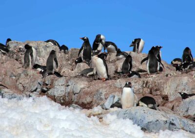 Antarctique