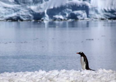 Antarctique